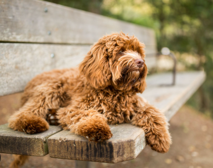 Smiling doodle ready for adoption