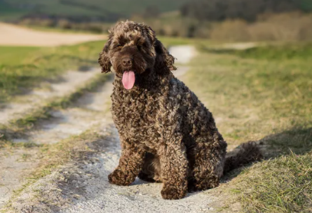 Doodle in a travel carrier