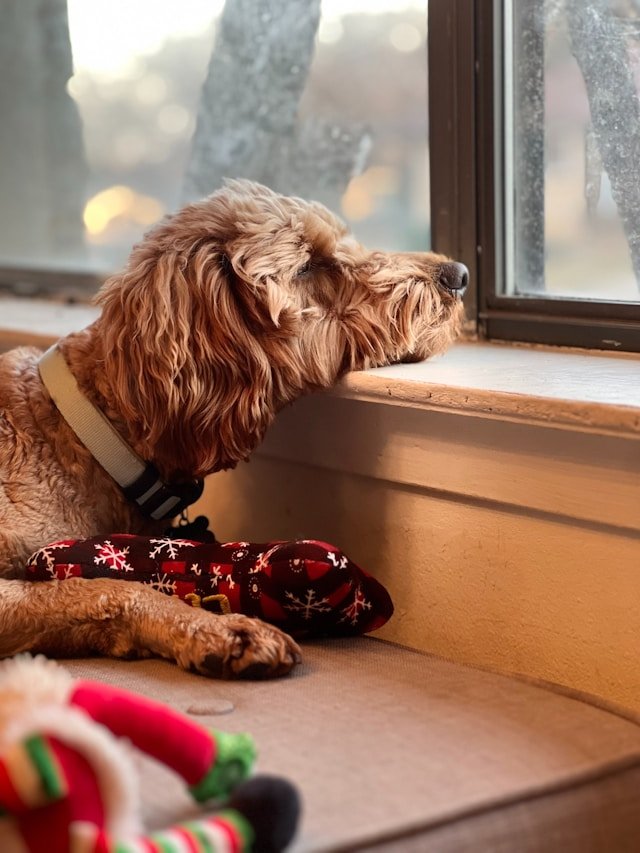 Goldendoodle resting by a window