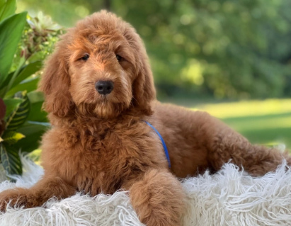 Collage of different doodle breeds and coat types