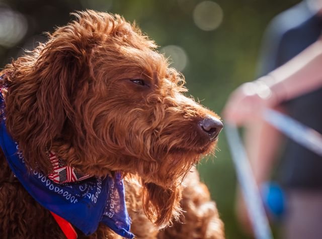 Rescue dog beginning life with a new family