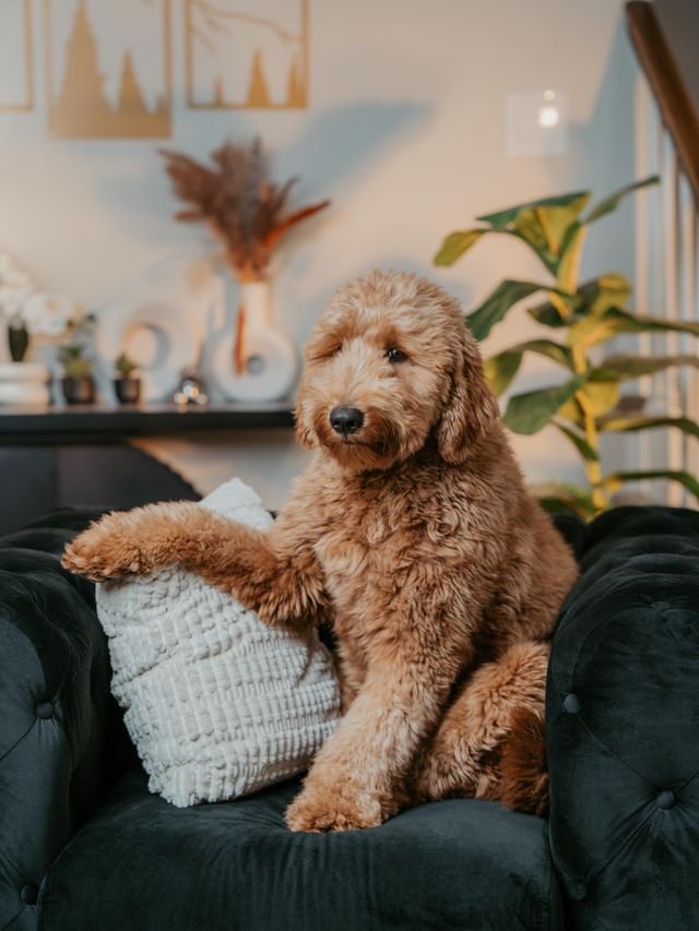 Doodle relaxing comfortably with its family