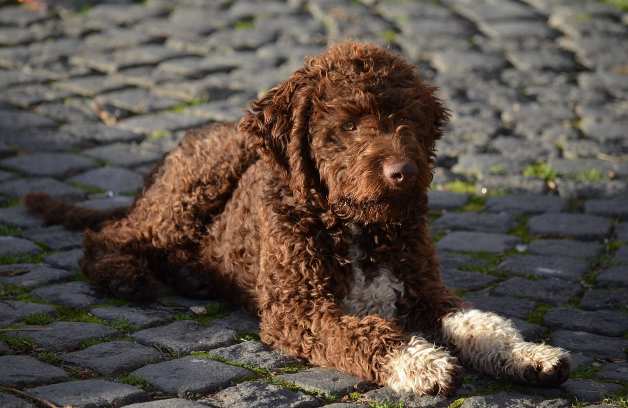 Doodle with its family outdoors