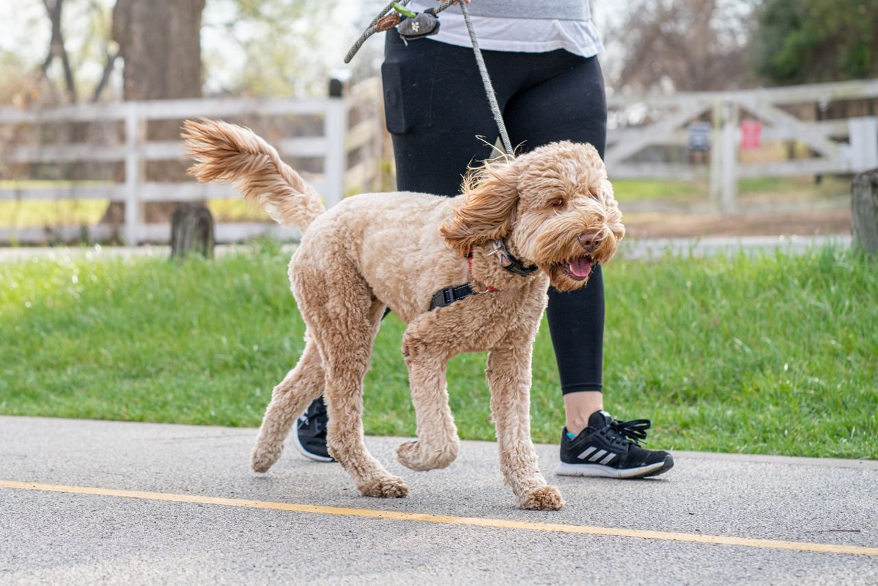Doodle enjoying a healthy relaxed day outdoors