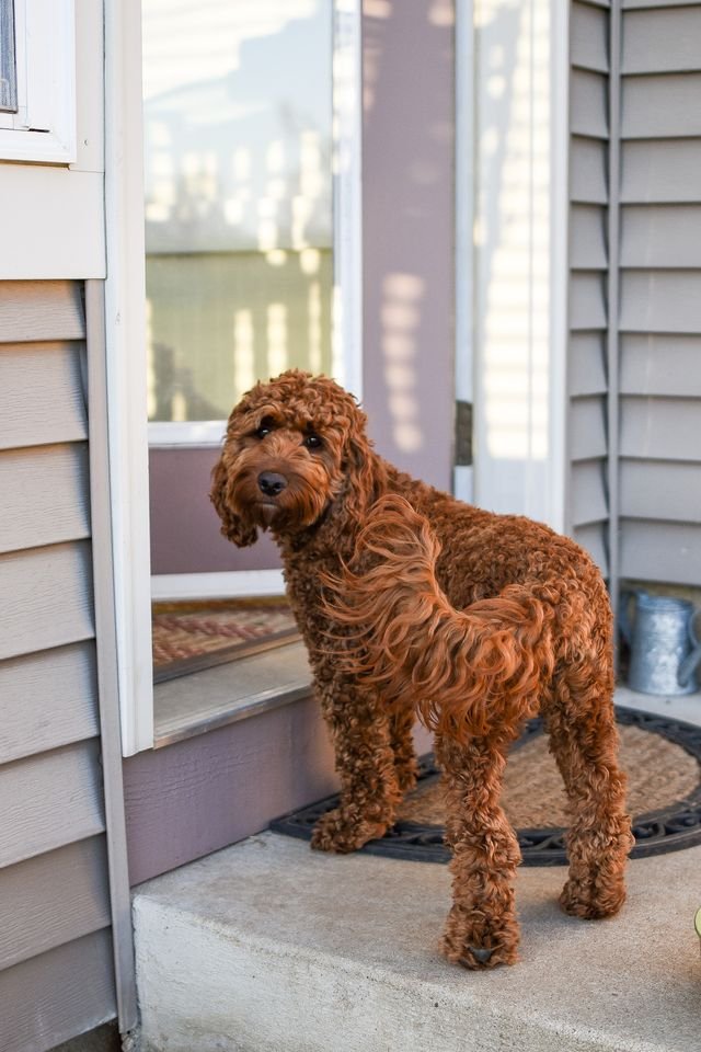 Happy Doodle enjoying a playful day outdoors
