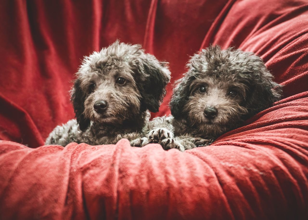 Happy doodle enjoying life with its family
