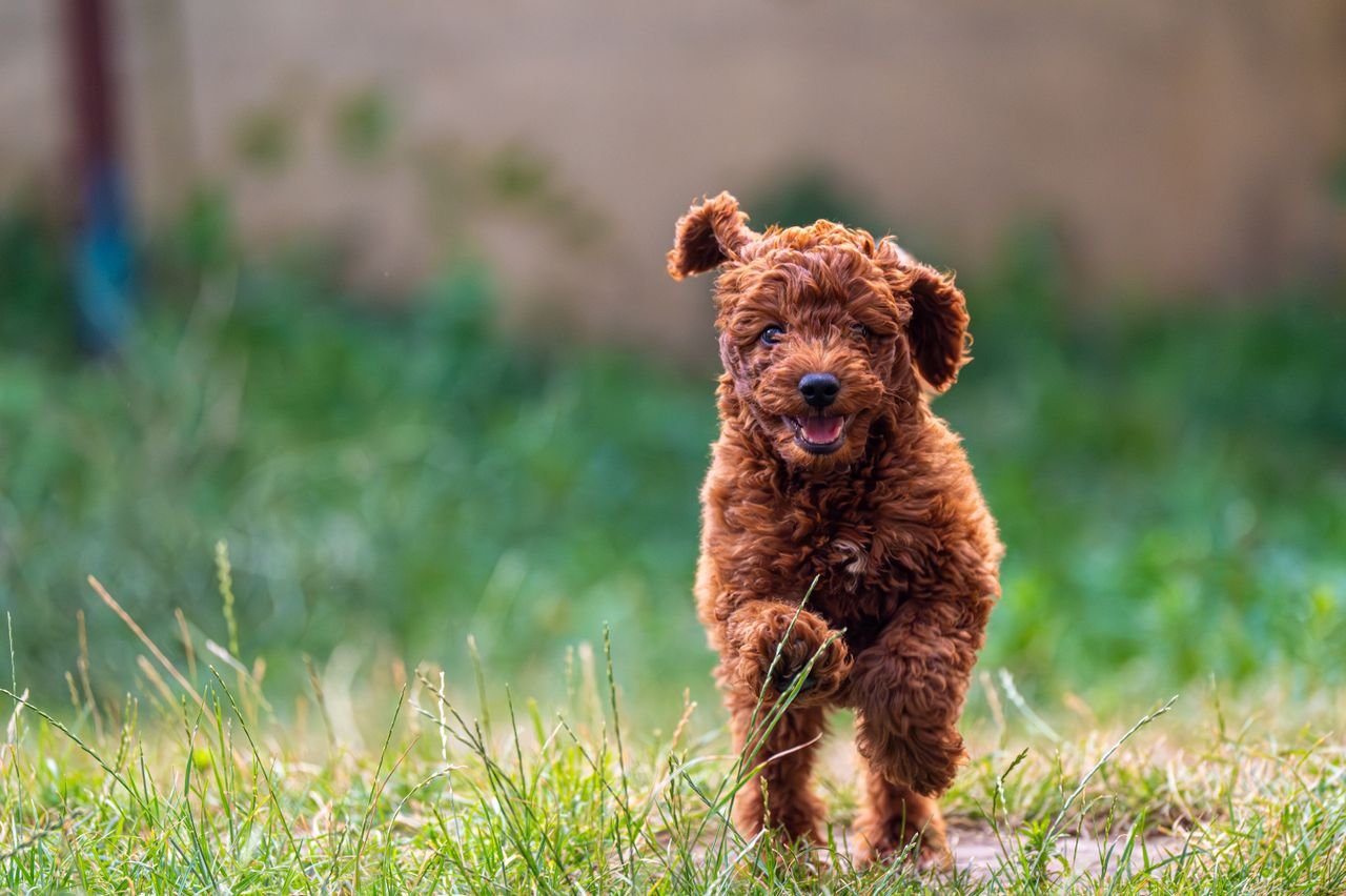 Happy doodle enjoying outdoor exercise