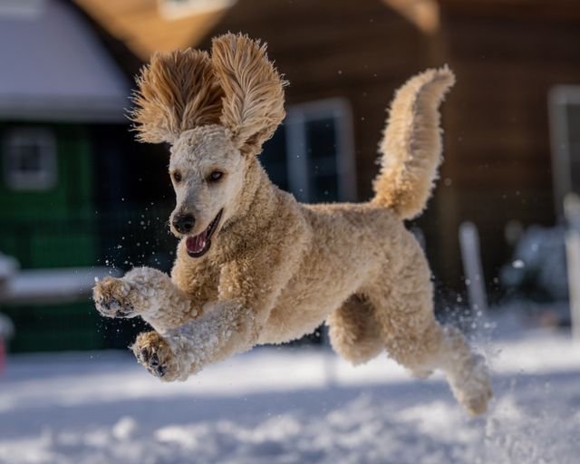 Doodle enjoying a calm healthy routine outdoors