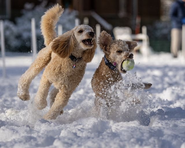 Doodle enjoying everyday life with its family