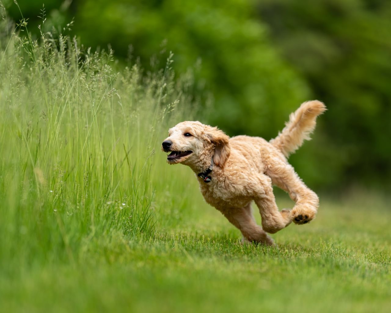 Beautifully groomed doodle