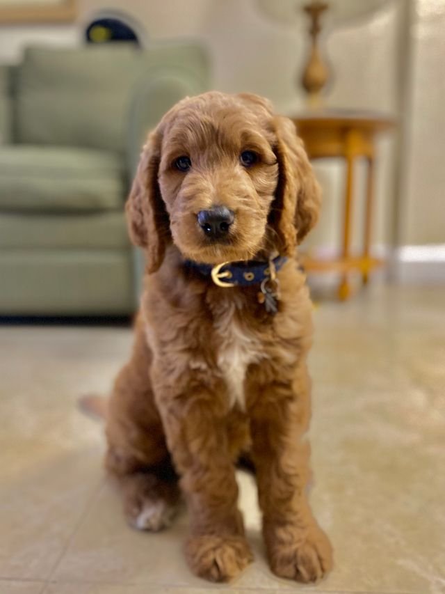 Doodle receiving gentle grooming care
