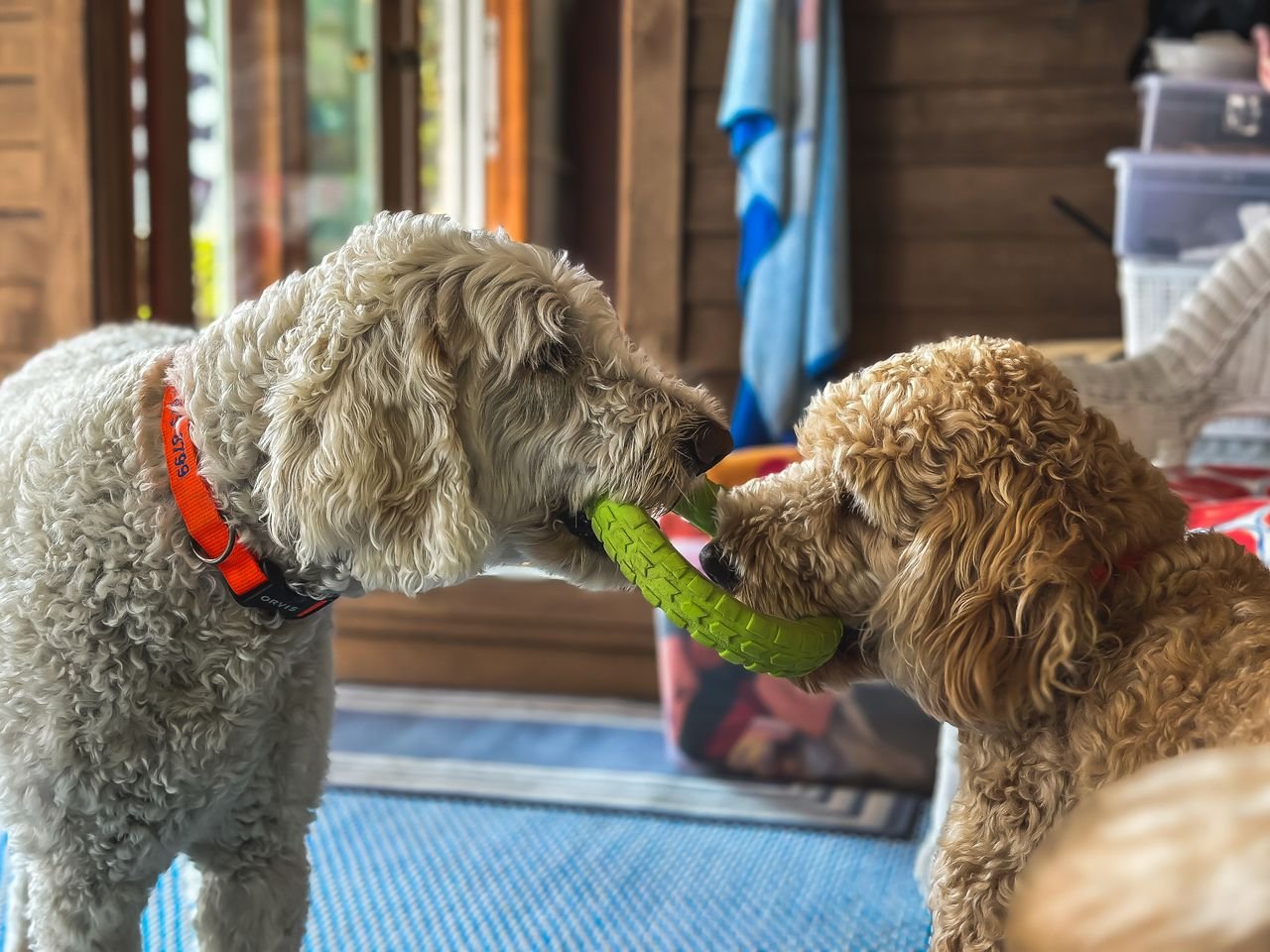 Happy Doodle enjoying life outdoors